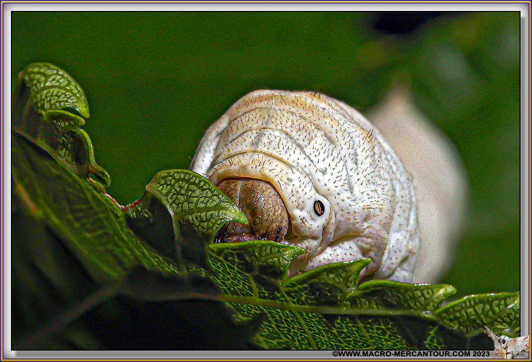 Chenille de Bombyx
